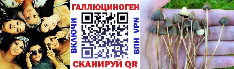 Псилоцибиновые грибы прущие грибы  Сортавала 